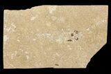Unprepared Green River Fossil Fish - About long #71804-1